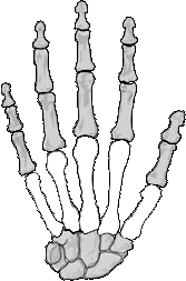 black & white Metacarpals