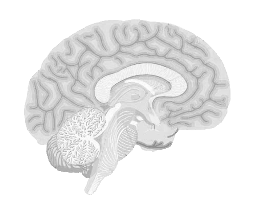 black & white Optic chiasma